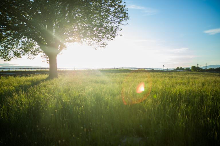 A sunny, grassy field with bright sun conditions.