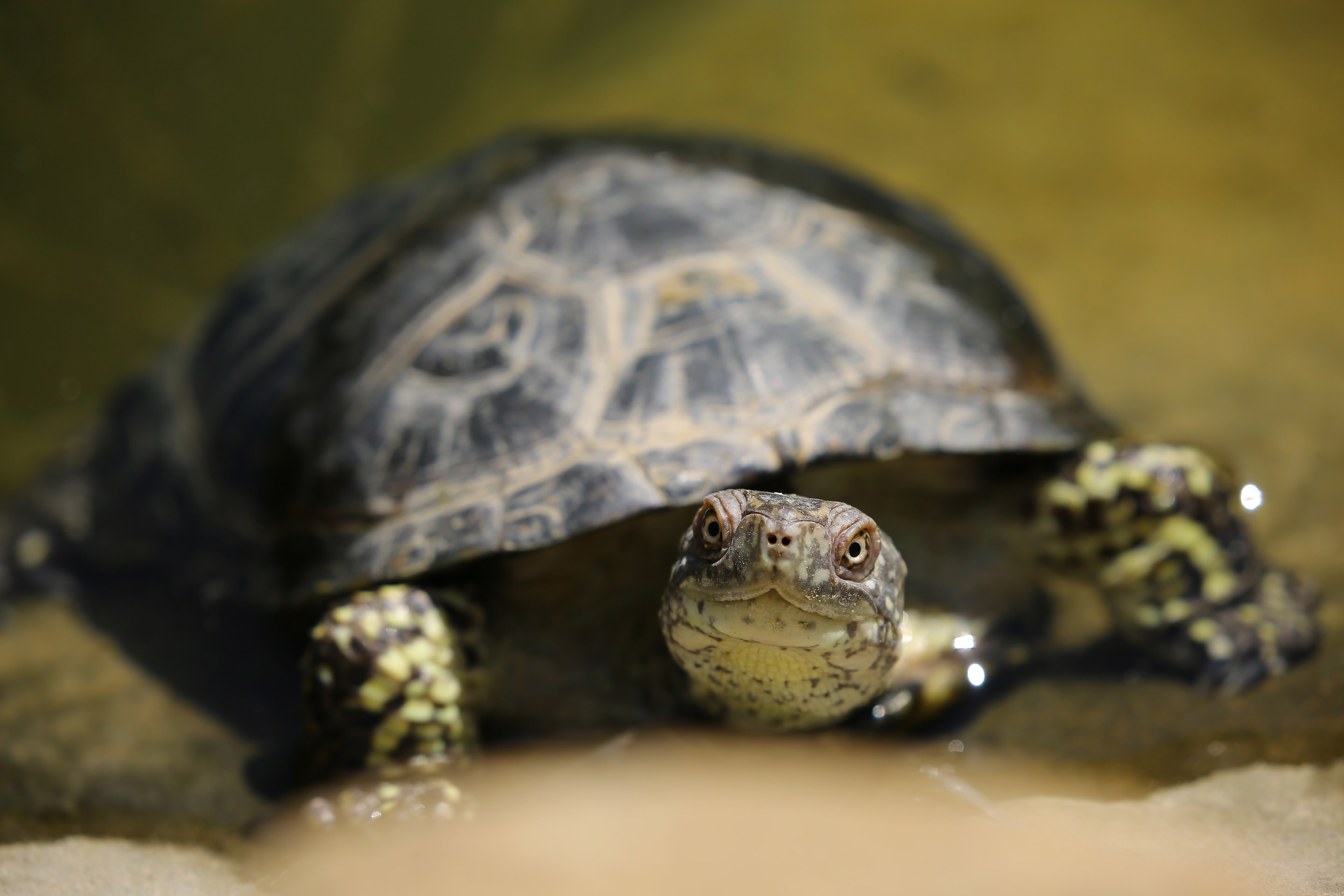 A turtle preys towards a potential evening meal.