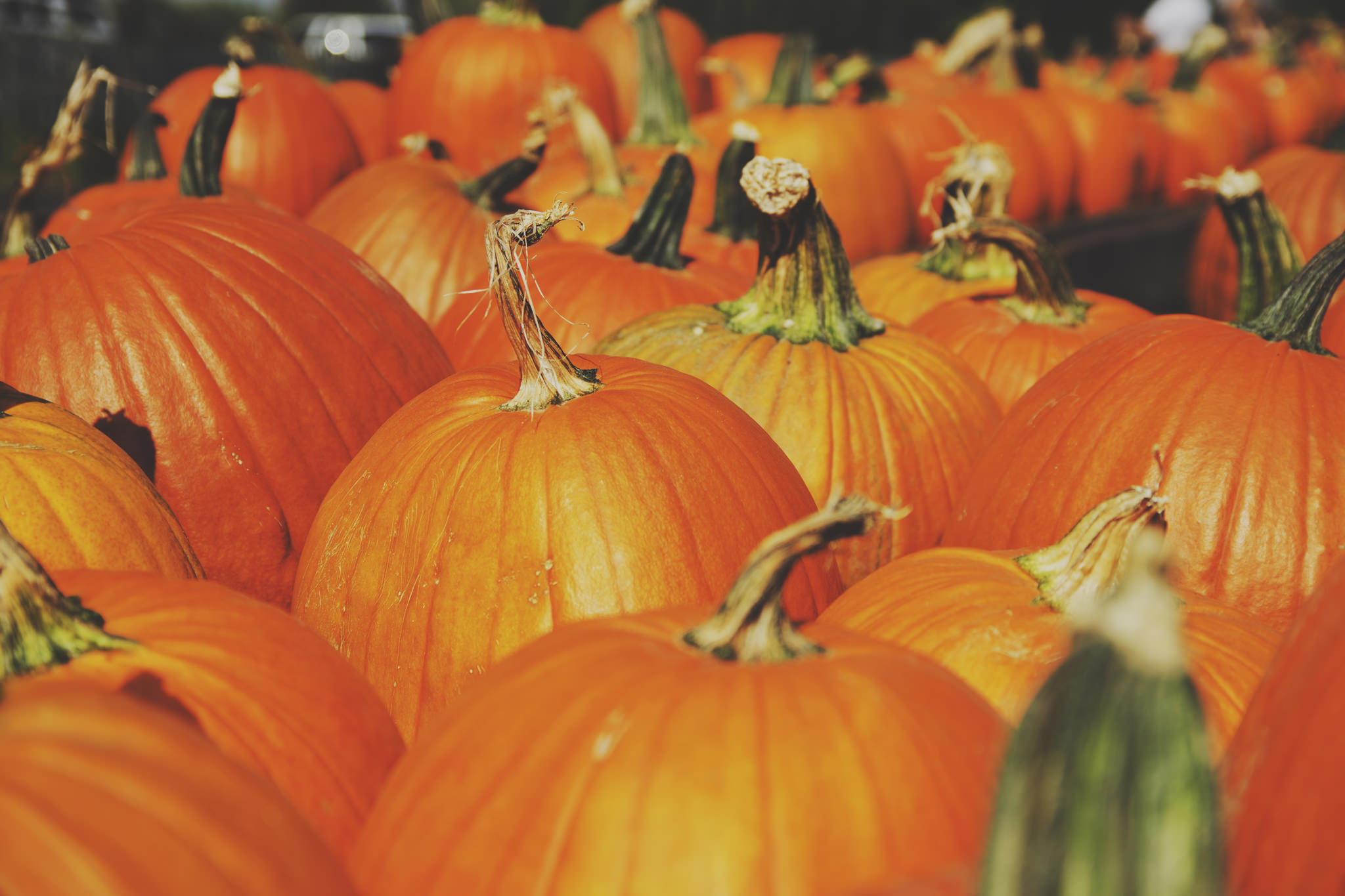 Pumpkin season approaching.